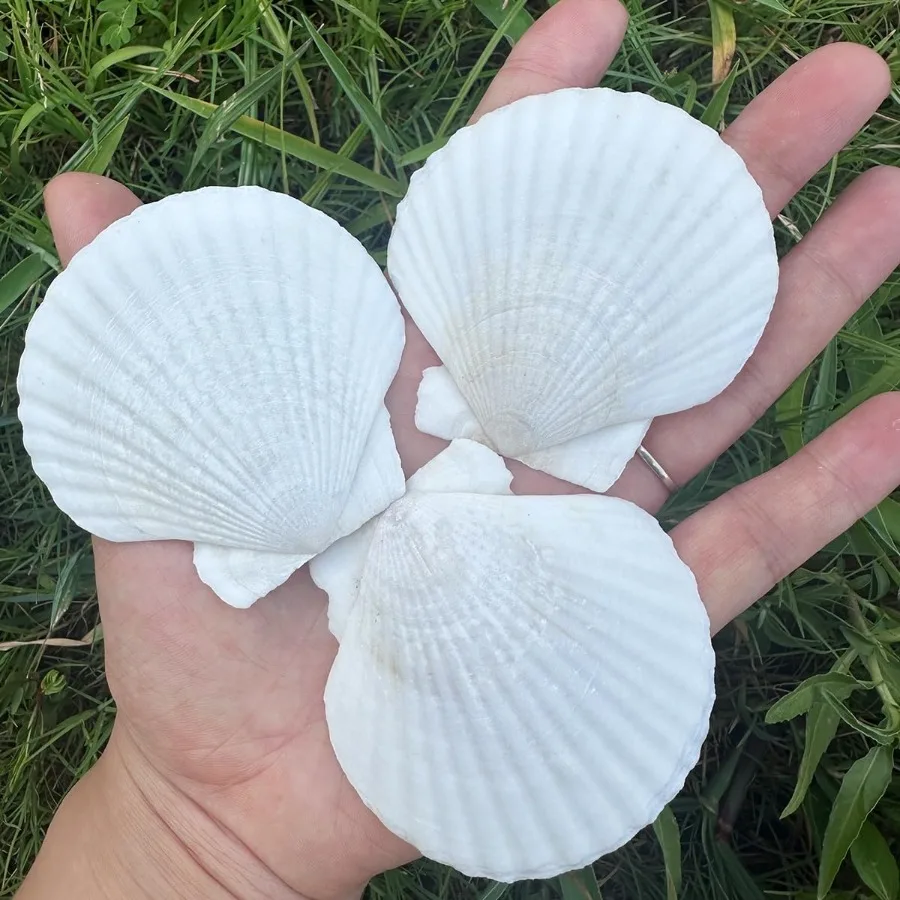 

30 PCS Seashells for Crafts 2-3 Ihes White tural Bulk Scallop Shells for Decorating Crafts Decor Wedding Decoration Beach Theme