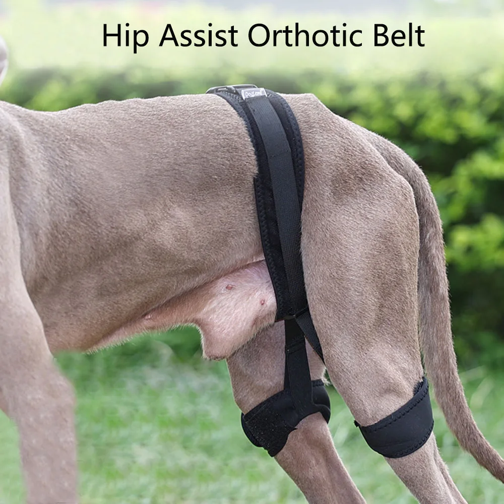 Pet Injury Rehabilitation Belt Protective Gear Dog Hip Auxiliary Correction Belt Dog Joint Post-Op Protection Set