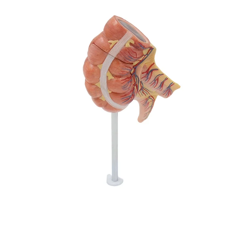 Simulation of human caecum and appendix anatomical model intestinal digestive system
