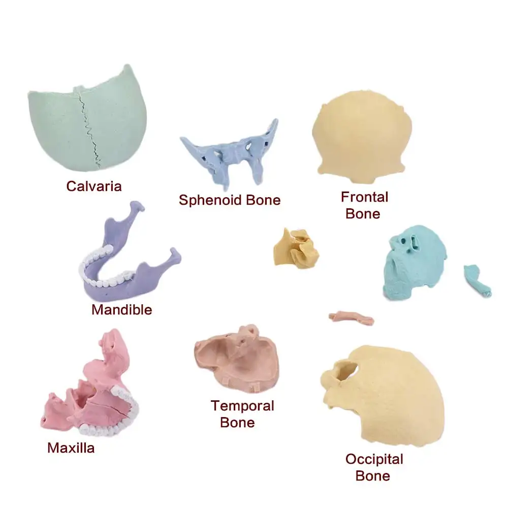 Study Manual 1:2 Skull Model Dental Detachable Anatomy Skull Model 4D 8 Color Human-Skull Model Human Anatomy
