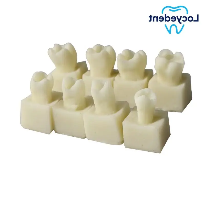 Dental Composite Filling Practice Model Teeth Restoratio Dentist Anterior Posterior Practise Resin Stack Teaching Study Model
