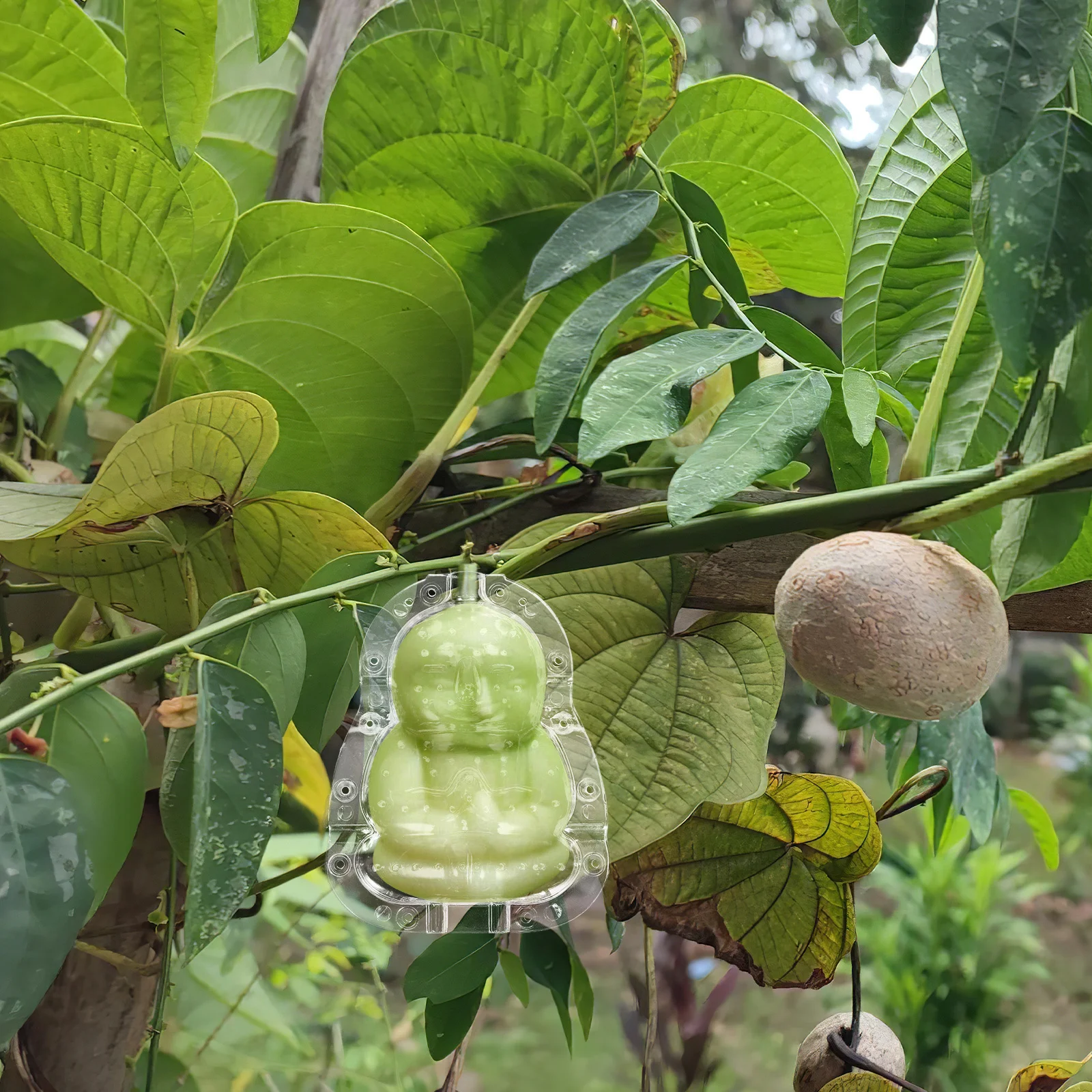 

2Pcs Durable Pc Transparent Buddha Fruit Mold for Growing Melon Garden Shaping Accessory Adorable Buddha Mold Pc Material