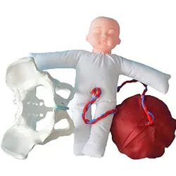 Female Pelvis Model Imitating Childbirth Midwifery Training Model with Baby Umbilical Cord Gynecology Teaching Hospital Display