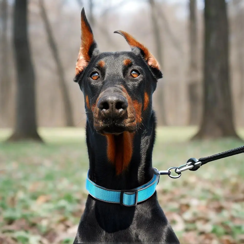 

Pet dog safety travel collar anti loss adjustable night reflective collar suitable for small and medium-sized dogs or cats