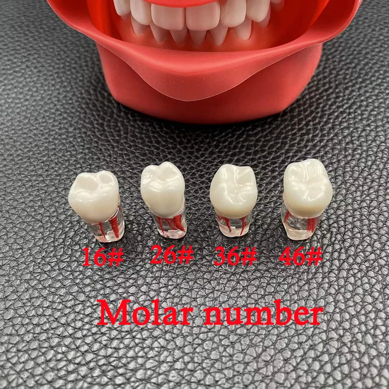 Dental Tooth Model Root Practice Pulp Cavity Clear Resin Teaching Teeth Model For Student Study Science Equipmenent