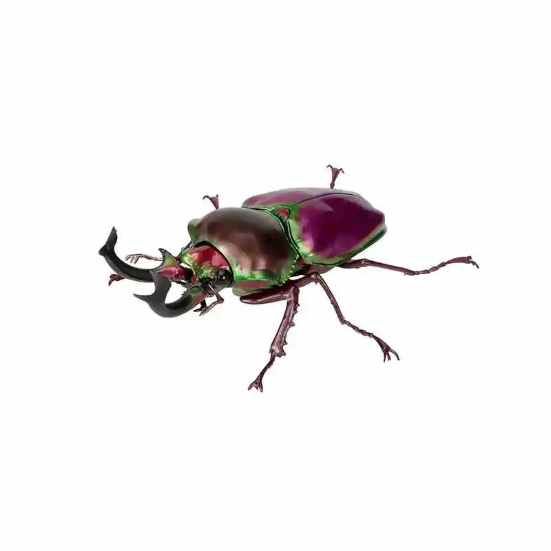 Hot Bandai Stag Beetle Gashapon No.10 - Rainbow Life Cycle Insect Model Realistisch stamspeelgoed Klassiek verzameldierfiguur