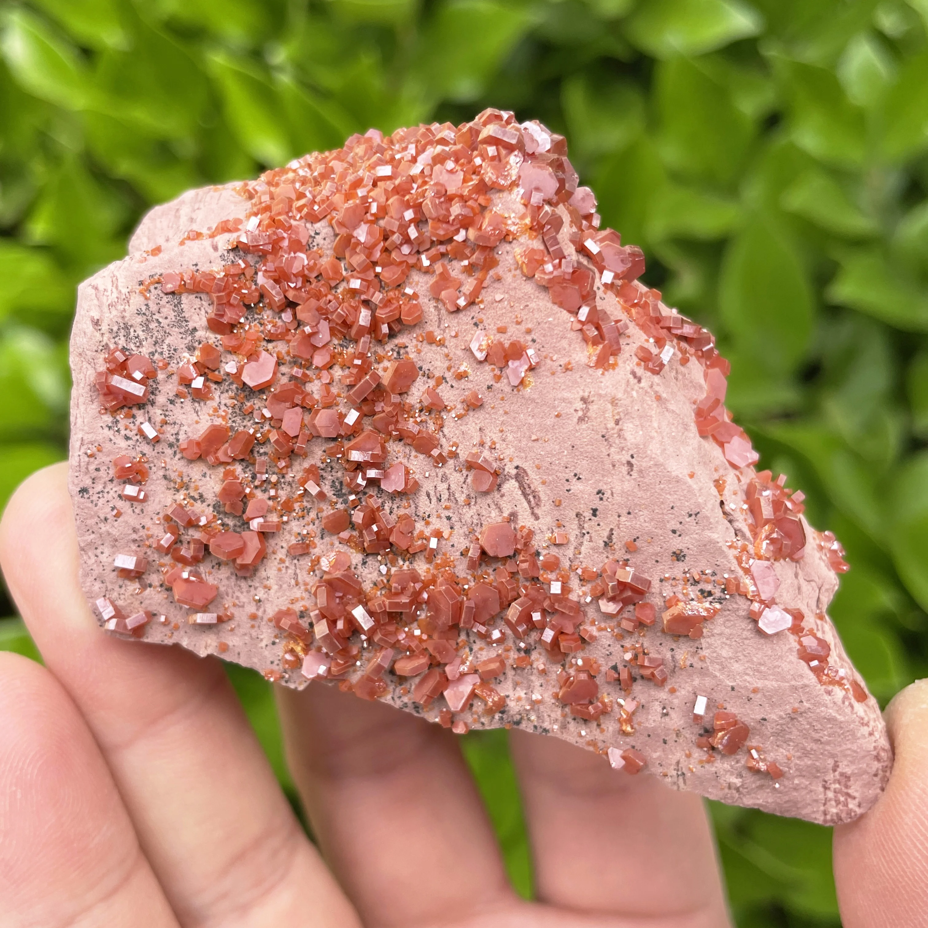 Natural Morocco Van… - image