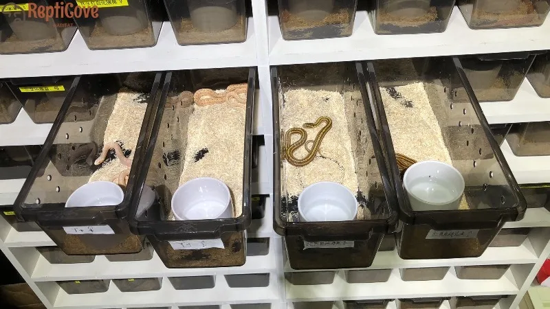 

Ящик для разведения рептилий из ПВХ формата А6, шкаф с выдвижным ящиком для леопардового геккона/змеи/желубной лягушки/паука, эко-се обитания с декоративным игрушечным декором