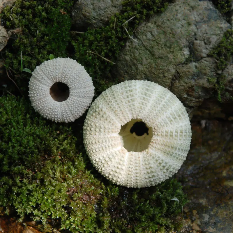 Natural Green Sea Urchin 4-5cm Conch Shell Aquarium Base Home Decor Love Gift