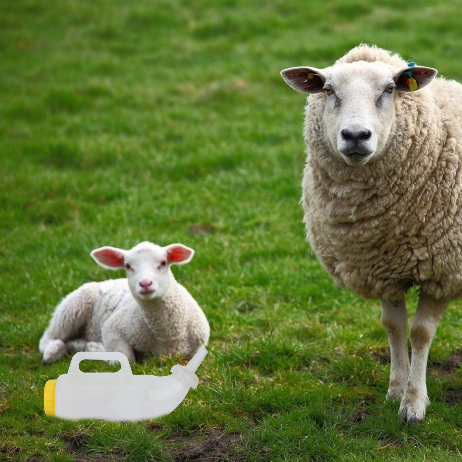 

Sheep Feeding Bottle Lamb Containers Nursing Cow Feeders Tools Livestock Milk Bottles High Quality Practical Portable Safe Small