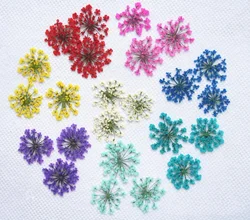 250pcs Pressed Dried Ammi Majus Flower  Plants For Nail Art Epoxy Resin Pendant Necklace Jewelry Making Craft DIY Accessories