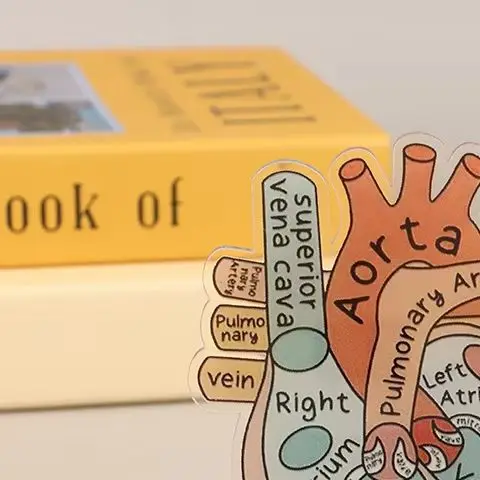 2D Acrylic Heart Anatomy Model - Perfect Educational Tool for Medical and Home Offices