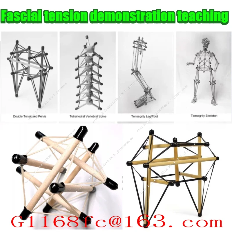 Anatomy Trains Pelvic Tensegrity Model  Fascial Rehabilitation Demo Tool for Structural Integration Training