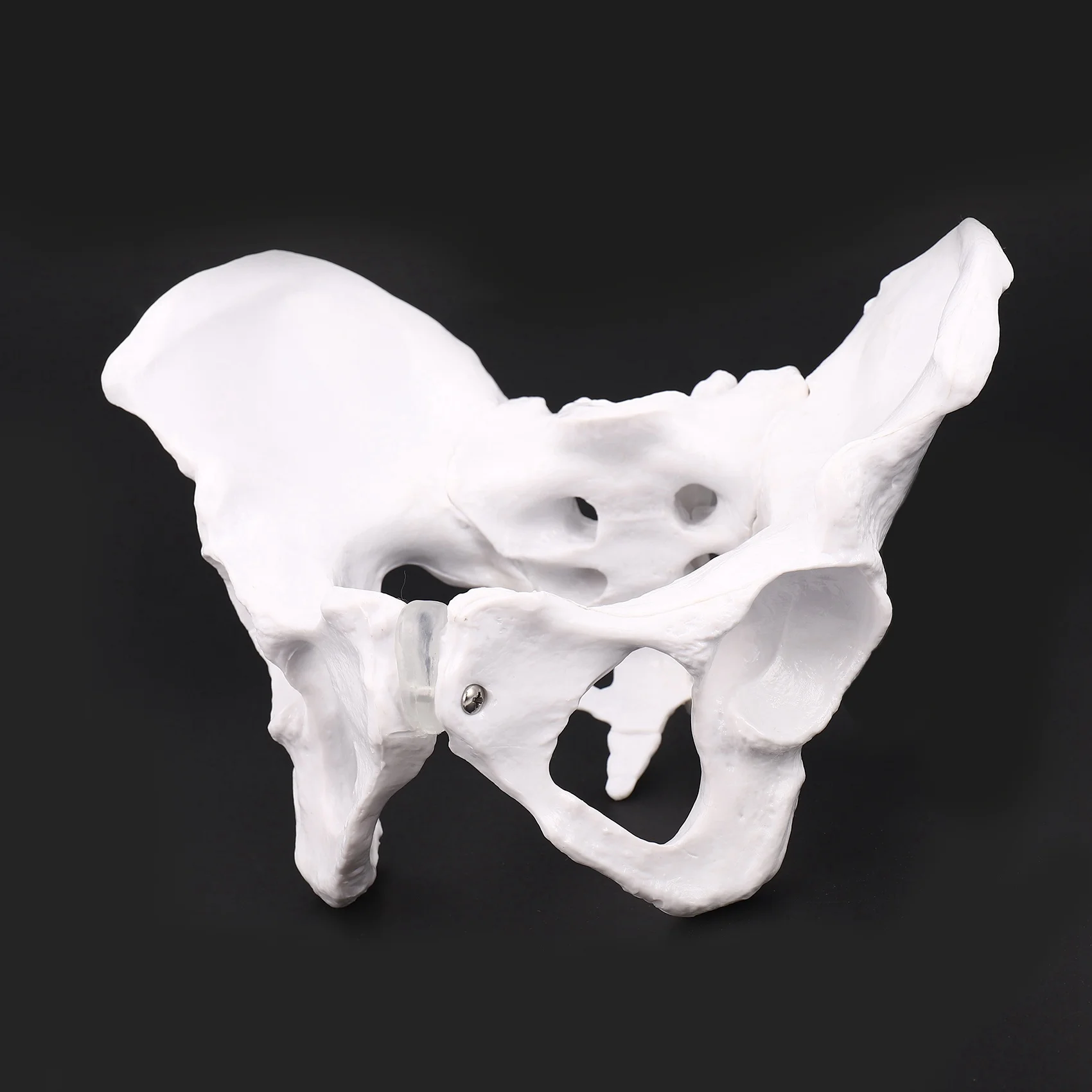 Female Anatomy Pelvis Pelvic Skeleton Throat Anatomical Anatomy Skull Sculpture Head Body Model