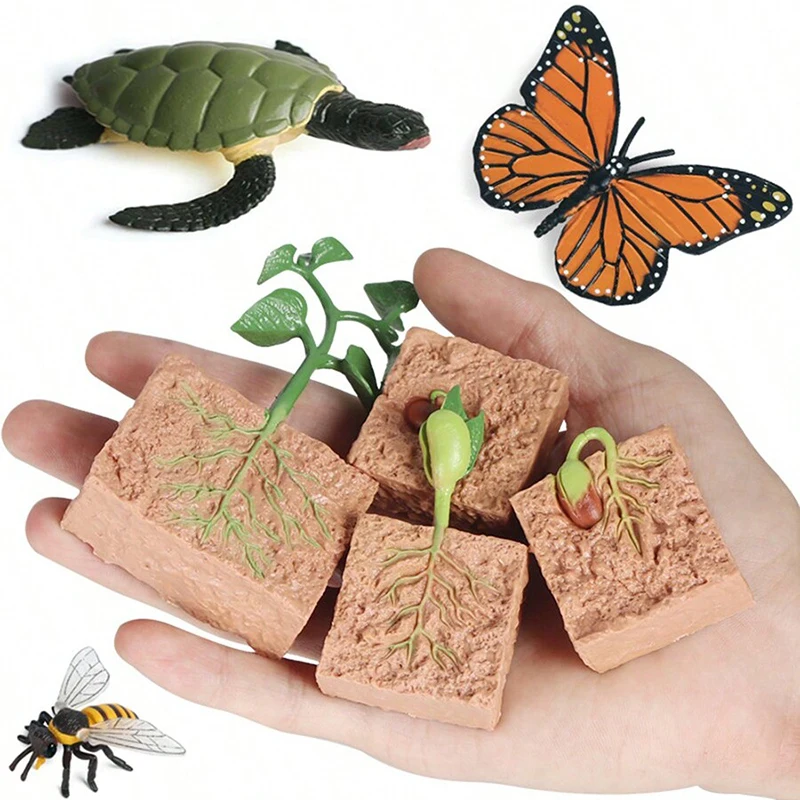 1set Growth Cycle Of Animals and Plants Technology Teaching Aids Children Simulation Life Cycle Insect Plant Snail Moth Seed TMZ