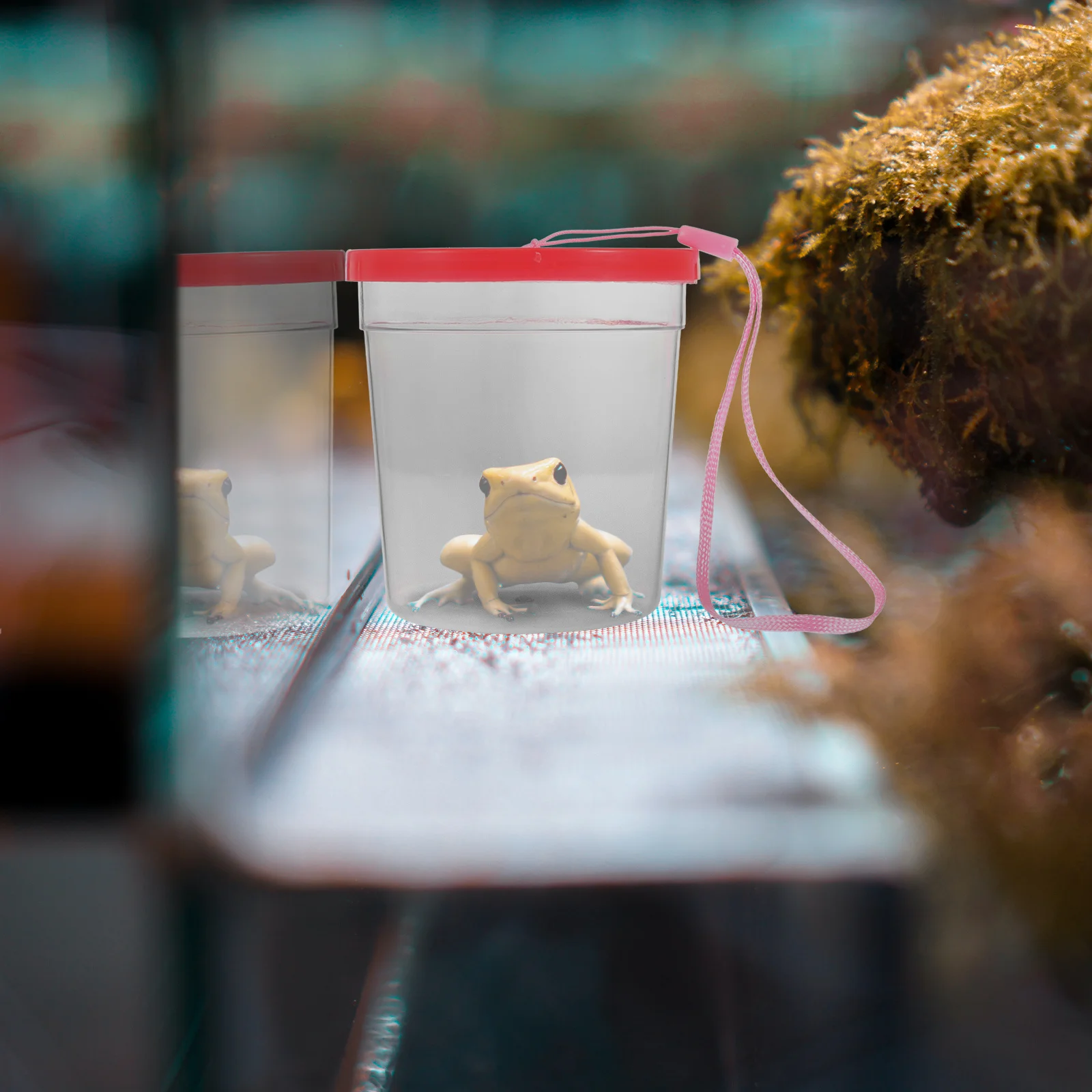 

Reptile Feeding Box Transparent Case 1Pcs Small Turtles Spiders Insects Easy Feeding Escape Proof Durable Lightweight Portable