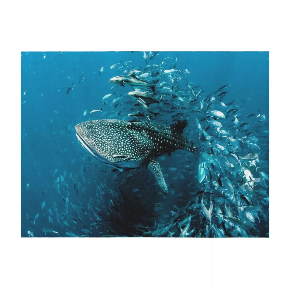 

Whale Shark Award Winning Photo Throw Blanket Plaid on the sofa Fashion Sofas Vintage Flannels Blankets