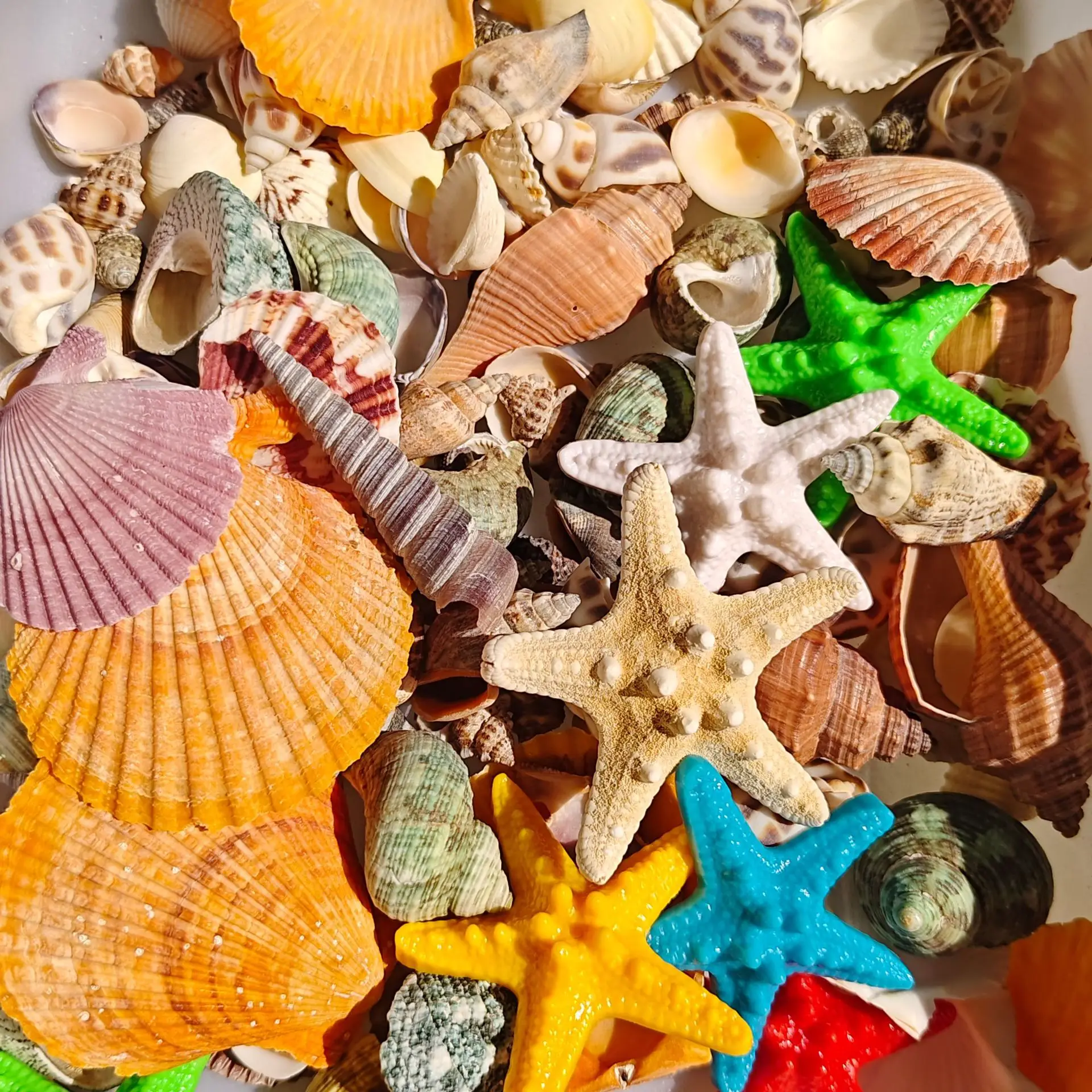 

Conch Shell Mixed Set with Natural Shells and Starfish in Various Sizes for Beach Theme Decoration Fish Tanks Wedding Decoration