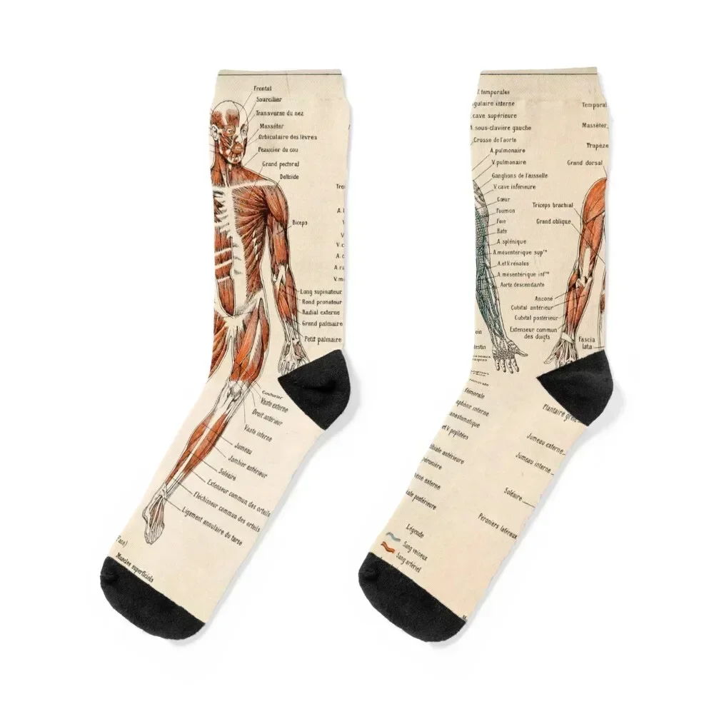 

Adolphe Millot Human Anatomy - Men Socks anime cute kawaii Ladies Socks Men's