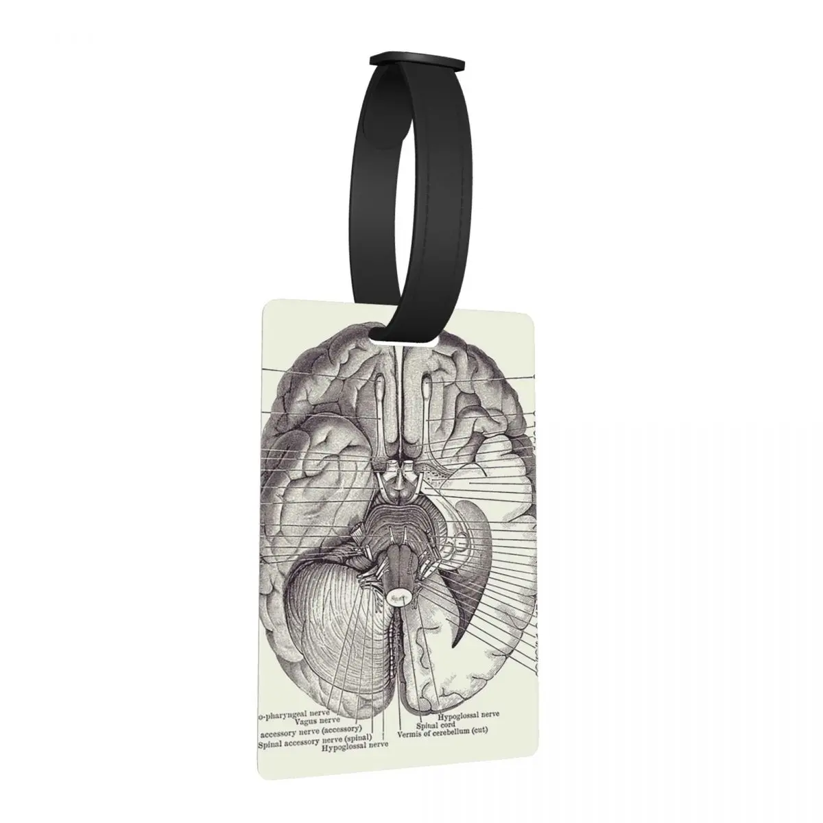 

Схема нервной системы мозга-винтажная анатомия, багажные бирки, чемодан, милый багаж, посадочная бирка, держатель этикетки, идентификационное имя, адрес