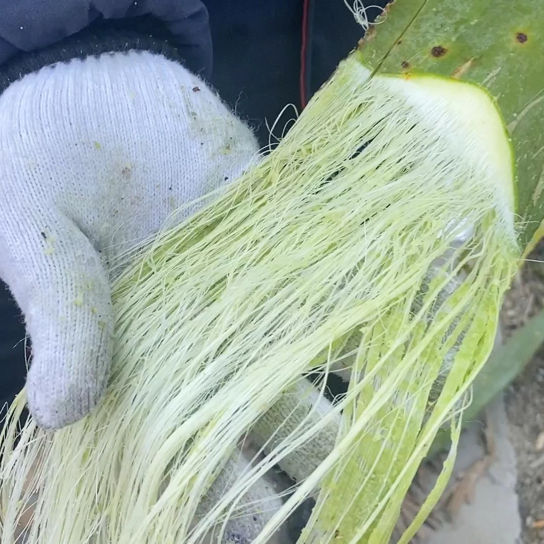 مستخرج ألياف جذع الموز آلة إزالة الصمغ الأوتوماتيكية من أوراق الأناناس والسيزال