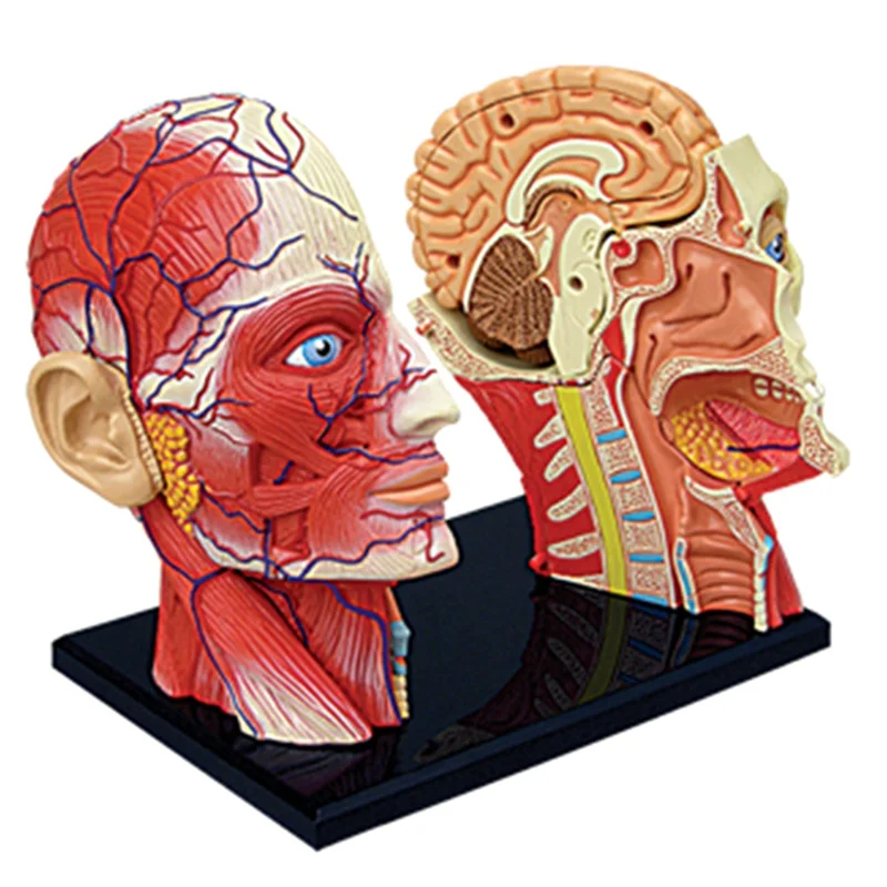 Medical-Torso Human Body Model Education Head Muscles Nerve Organs Model for Student Teaching Study Assembling Model
