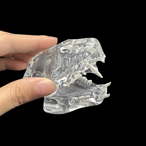 Imagen 2 del producto Dientes de perro y gato transparentes, modelo anatómico, mandíbula bucal para educación Dental canina, decoración de Oficina veterinaria, demostración