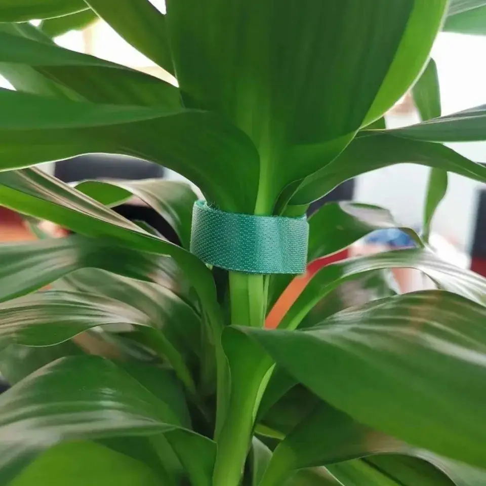 Fascetta per benda per piante da 5 m Fascette per ganci per piante riutilizzabili Nastro di fissaggio verde Supporto per avvolgimento in canna di bambù Accessori per il giardino domestico