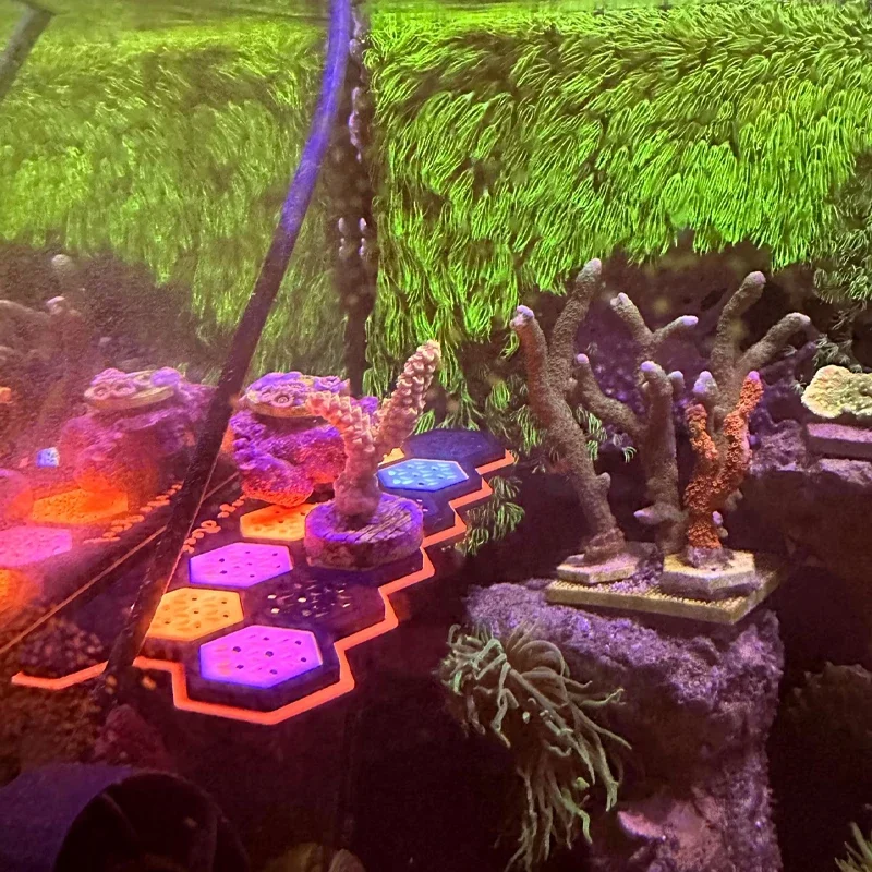 Aquarium Fluorescent Magnetic Coral Frag Plugs Holder Luminescence Coral Rack Bracket Decorations for 5-10mm Galss Thickness