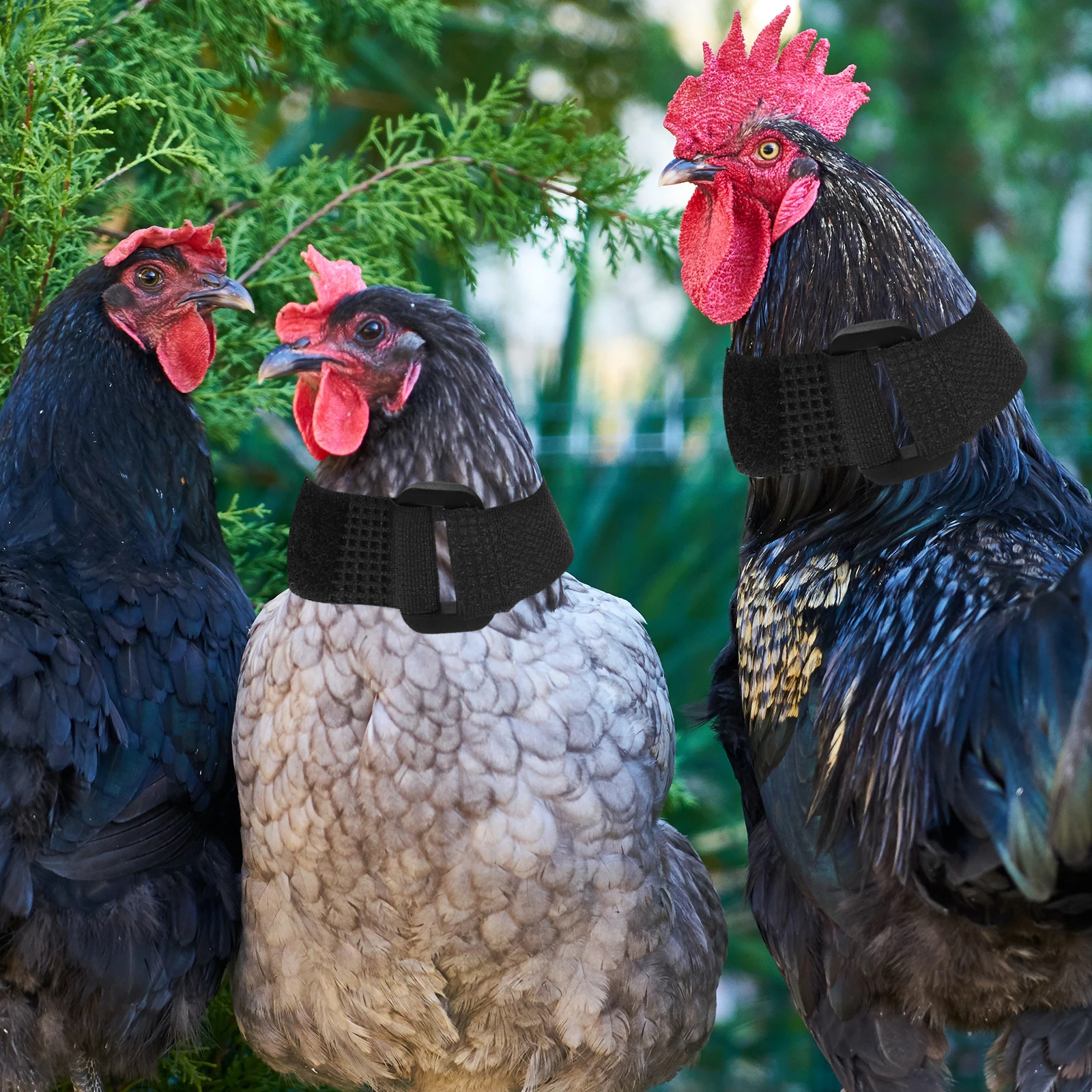 

2pcs Noise-Free Neckbands For Roosters Anti-Crowing Collars Chicken Crowing-Proof Adjustable Red Reusable Anti-Noise