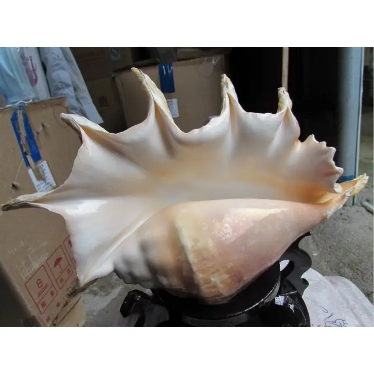 Giant Natural Seven Point Conch Seashell for Home Aquarium Decor Wedding Centerpiece Display Gift