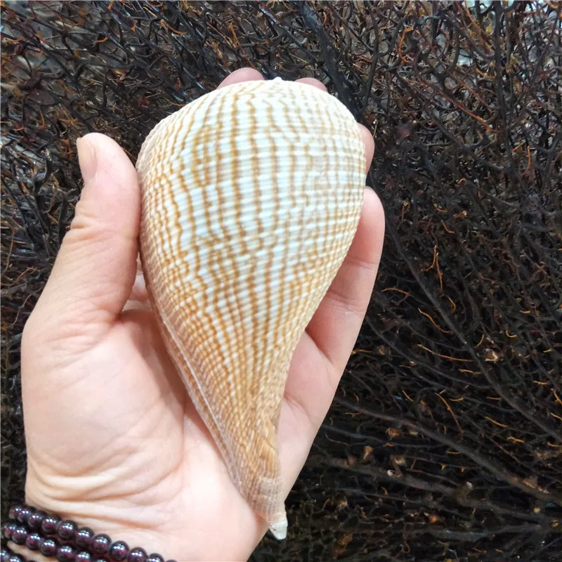 Ficus Gracilis Seashells 7-16cm Aquarium Decor Creative Home Display