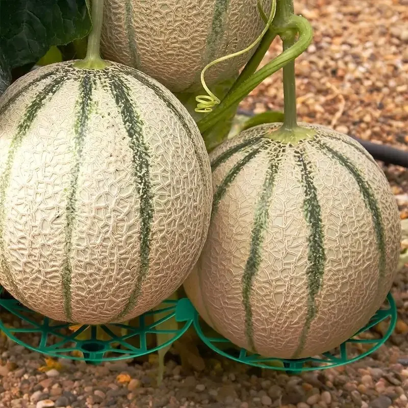 Garden Fruit Anti- Rotting Bracket,Plastic Stable Tray Gardening Melon And Fruit Tray, Household Watermelon Tray