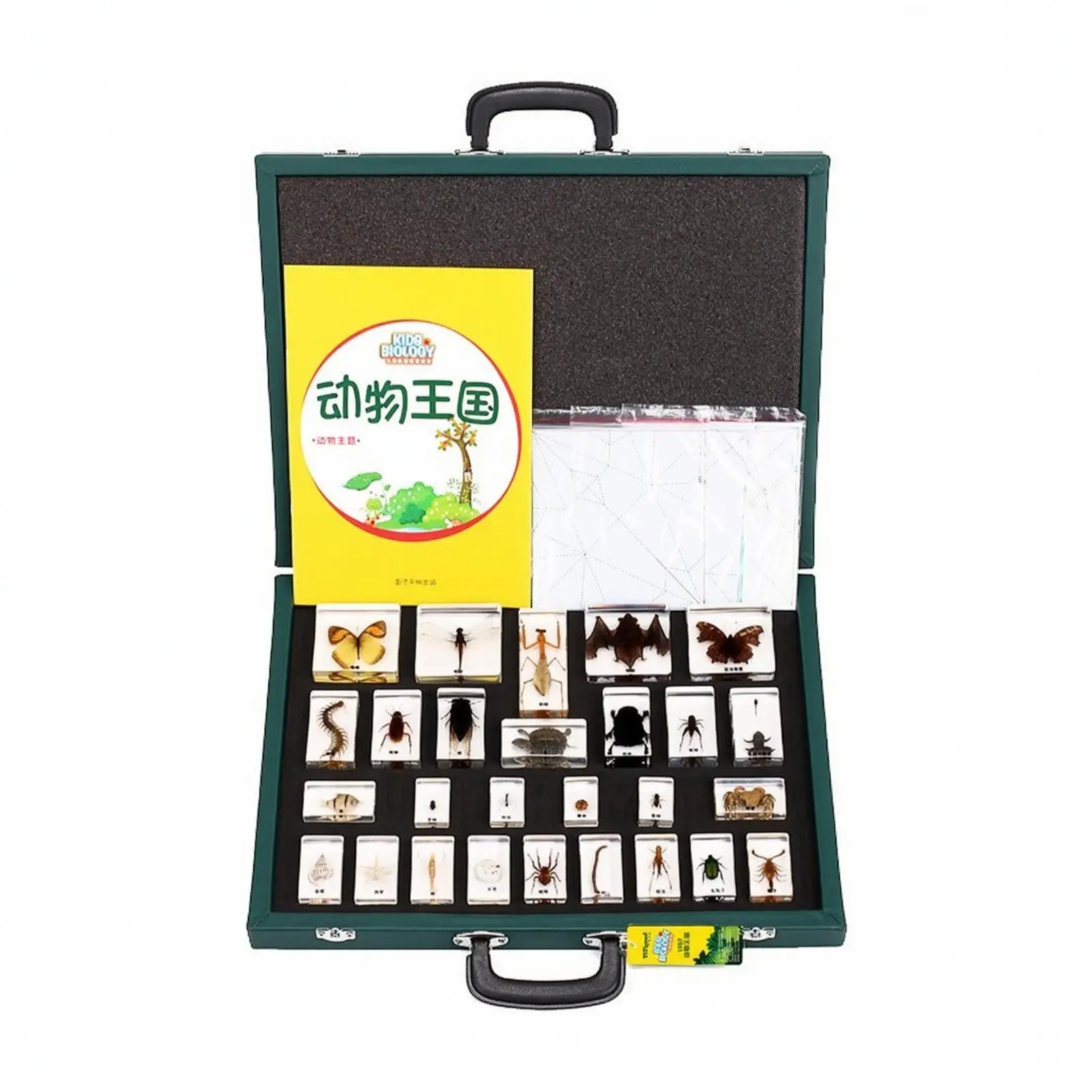 resin-sample-blocks-with-tray-educational-sample-display-box-transparent-science