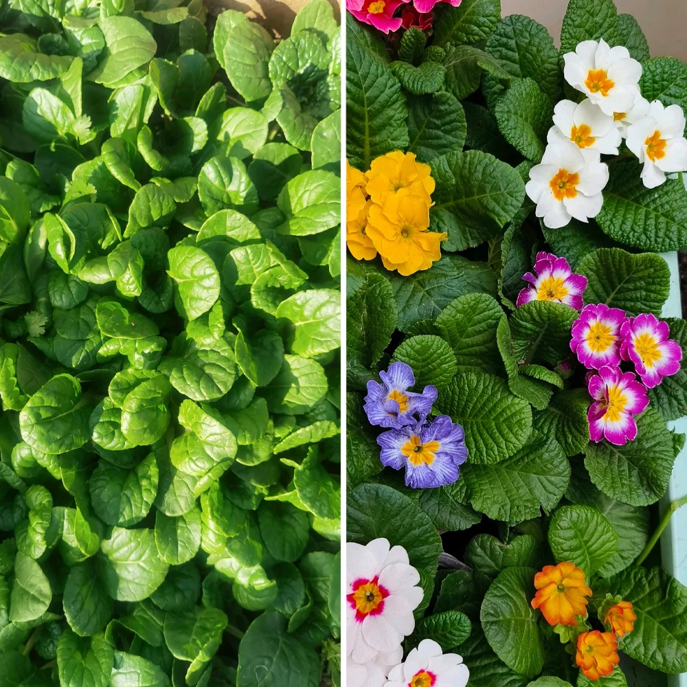 30g Metarhizium Eko-Güvenli Mi - Orchid Potting Mix incelemesi ve fiyatı