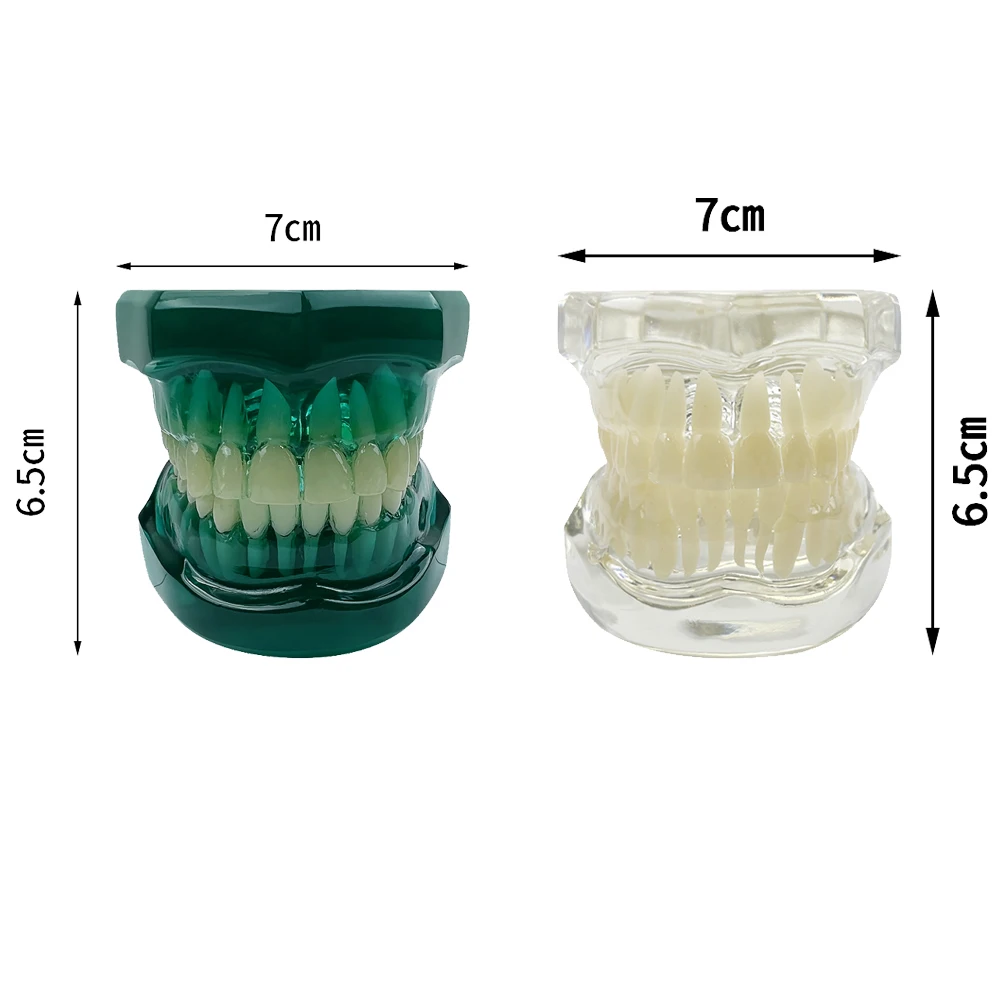 Transparent Dental Teaching Teeth Model Typodont Demonstration Model Tool For Dentist Student Education Training Study Practice