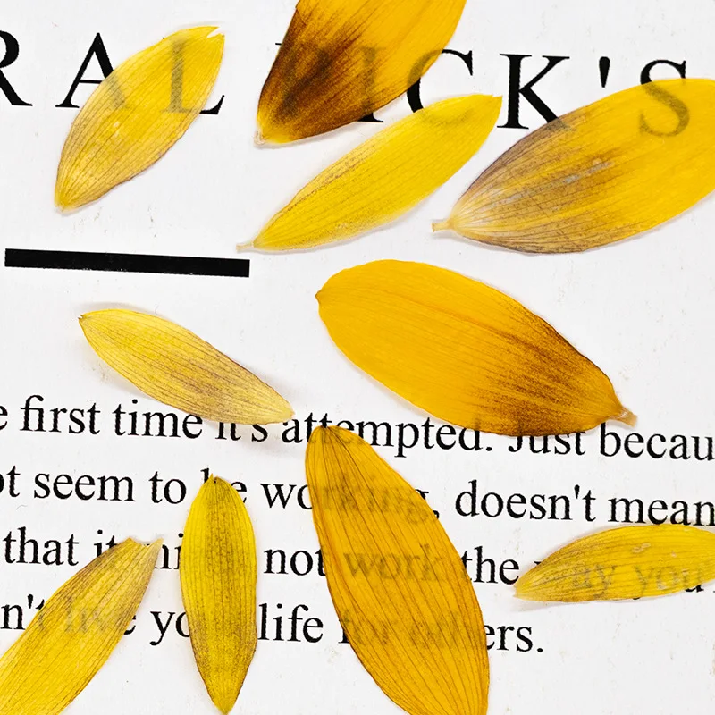 24 Stück, Getrocknete Sonnenblumenblütenblätter, Gepresste Blumen, DIY-Bastelzubehör für Fotorahmen, Scrapbook, Hochzeitsgeschenk, Heimdekoration, Schmuckherstellung – Detail 3