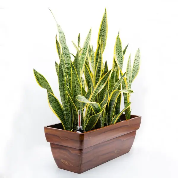 

7.8 in. Dark Wood Plastic Rectangle Self-watering Planter Pot