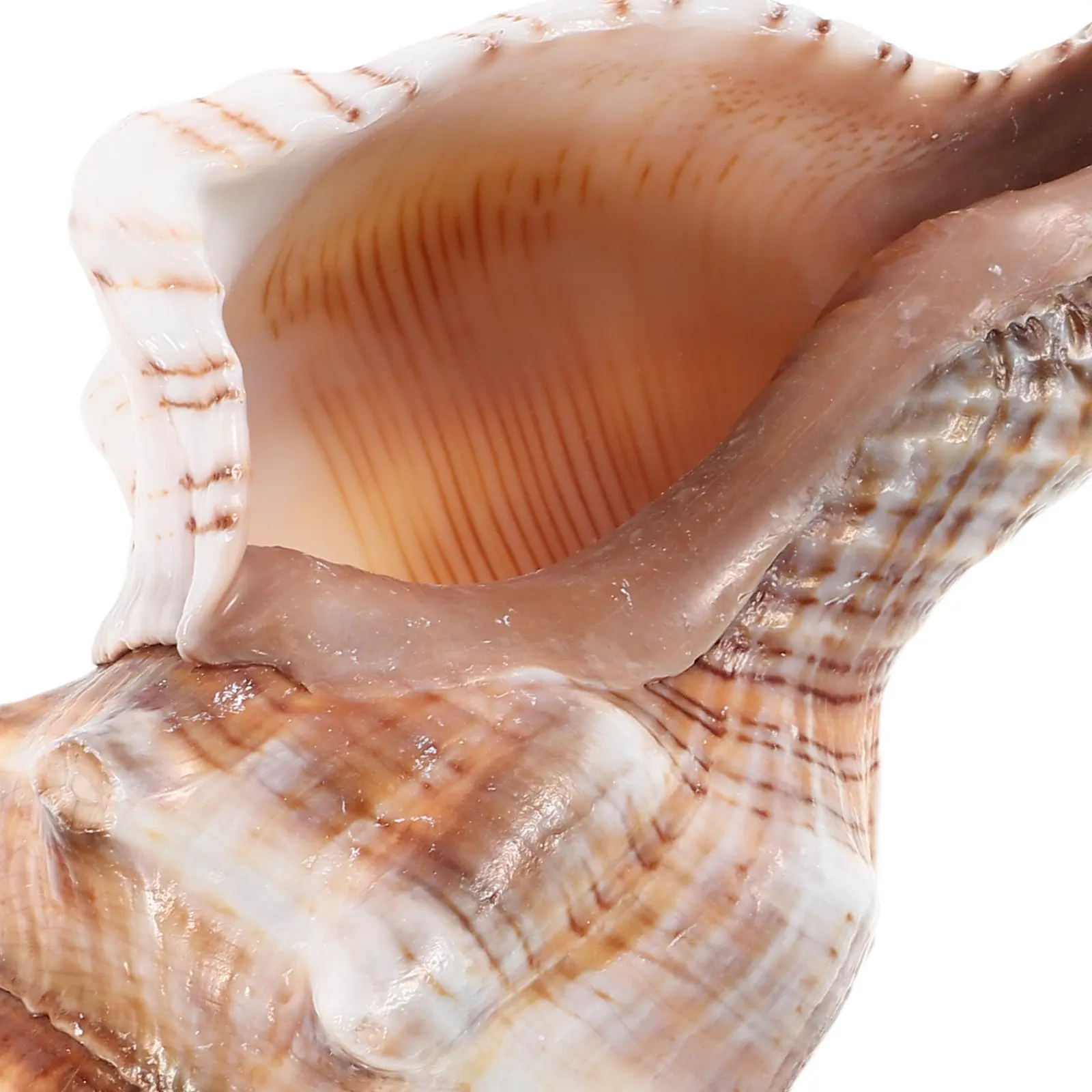 Conch Planter Natural Seashell Design Succulent Pot For Cactus Bonsai Beach Flower Vase Coastal Desktop Decor Ocean Theme Garden