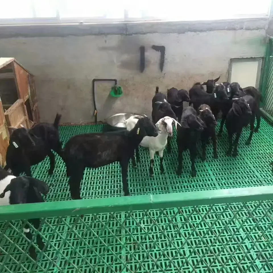 Thickening Type 60*60/50cm Strong And Durable Goat Sheep Farm Slat Flooring Plastic Slatted Floor For Goat Shed Equipment