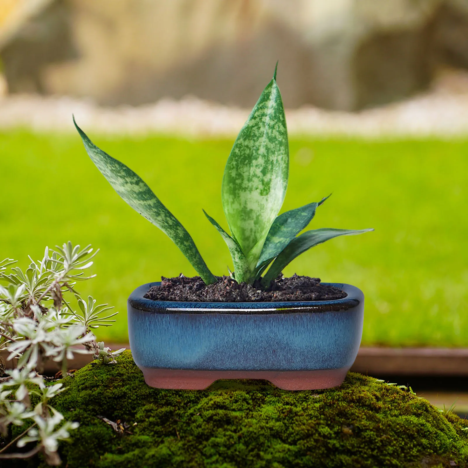 أصيص زهور من الطين الأرجواني مستطيل الشكل للشتلات نباتات العصارة مع فتحة تصريف 8.5*3.1 سنتيمتر