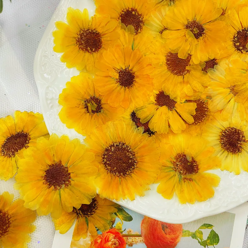 60pcs 3-6cm Pressed Dried Natural Calendula Officinalis Flower Plant Herbarium For Jewelry Postcard Invitation Card Bookmark DIY