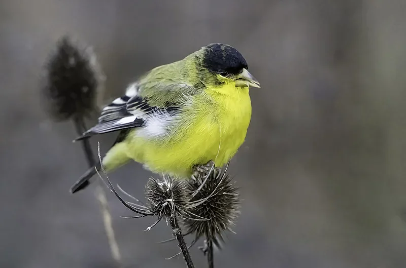 4쌍/세트 Gemfan 513D 프로펠러 - 5인치 3-블레이드 PC 5.1X3.5X3, 멀티로터 RC FPV 프리스타일 3D 드론 DIY 액세서리용