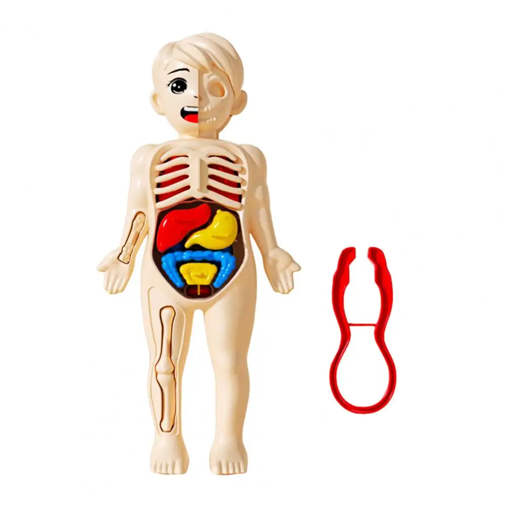Kids Human Body Model With Tweezes Educational Body Structure Internal Organ Learning 3D Anatomy Physiology Ornament Decoration