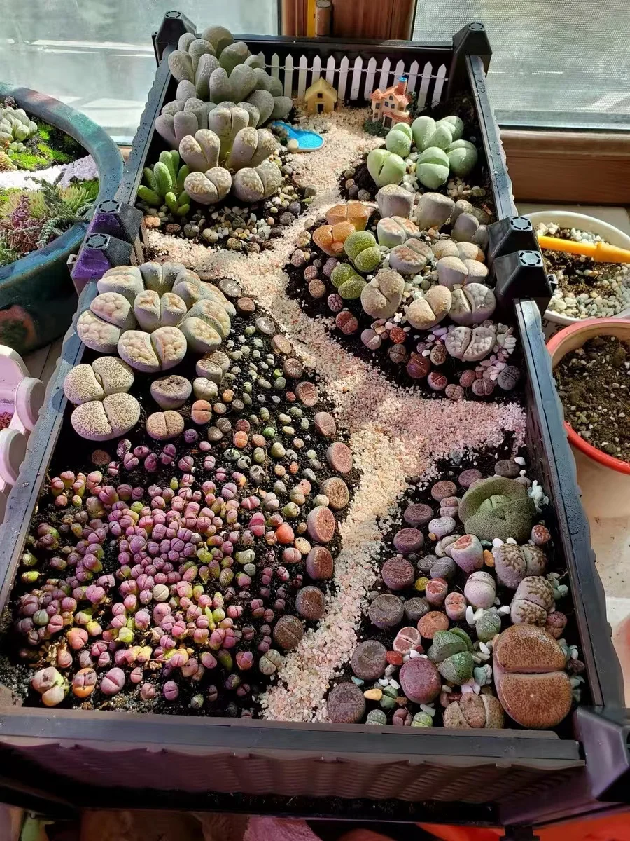 Not Real Lithops DIY DECORATION Not Seeds Stones Artificial Exotic Plants Unusual