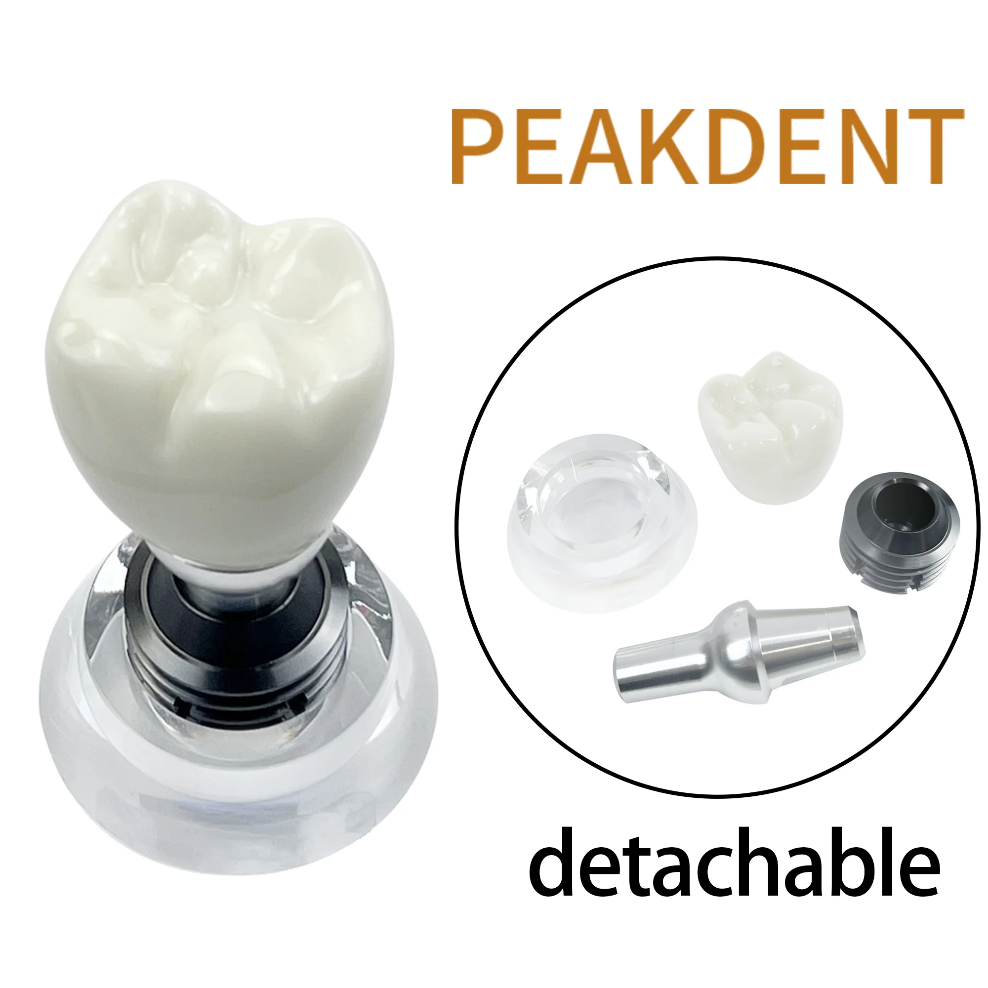 

Single Tooth Crown Model Detachable Teeth Implant Demonstration Model Communication Analysis Study Demo Crystal Model