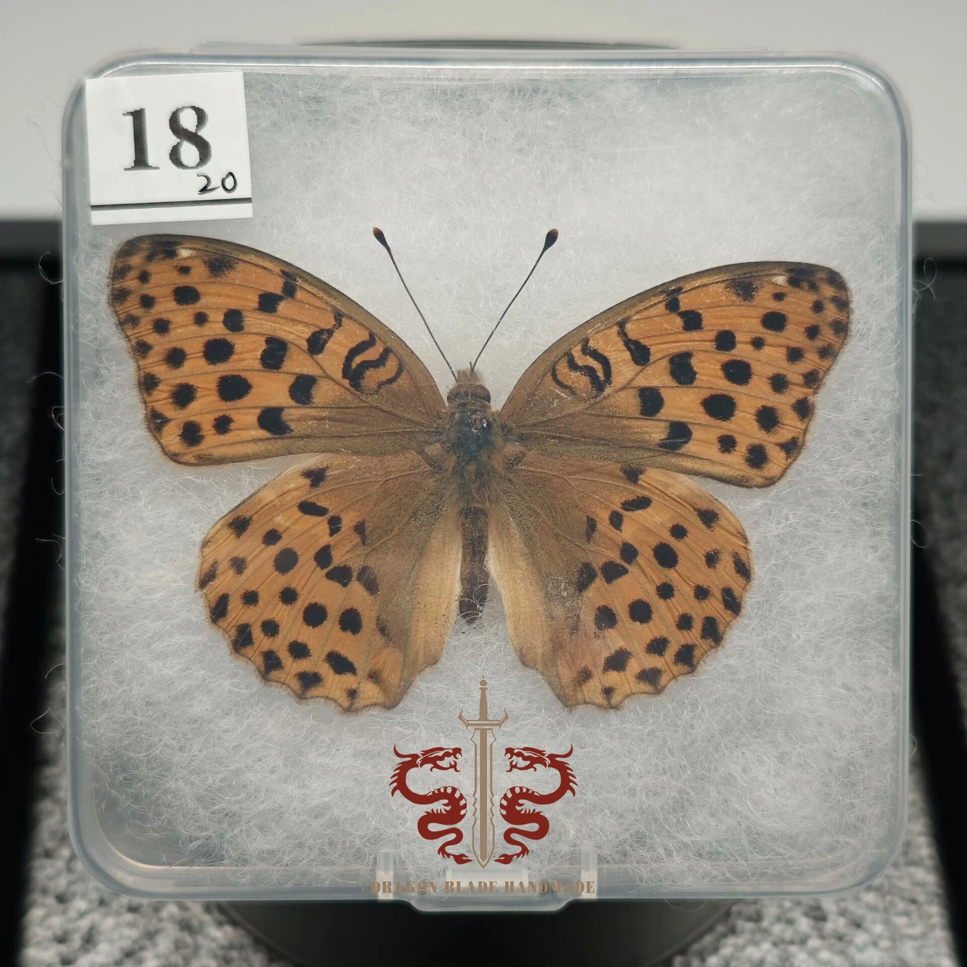 Butterfly specimen Argynnis paphia , 1pc wings spread A1/A- high quality, Decorative Display Collection Gifts