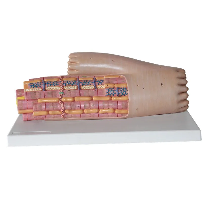 Medical Human Muscle Tissue Myocardial Anatomical Enlarged Model Skeletal Muscle Smooth Muscle Fat