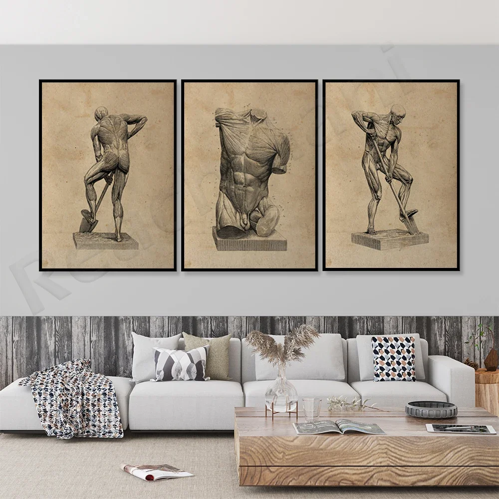 Human Physiology Anatomy Retro Poster Muscle System Antique Medical Structure Doctor Office Decoration Canvas Poster