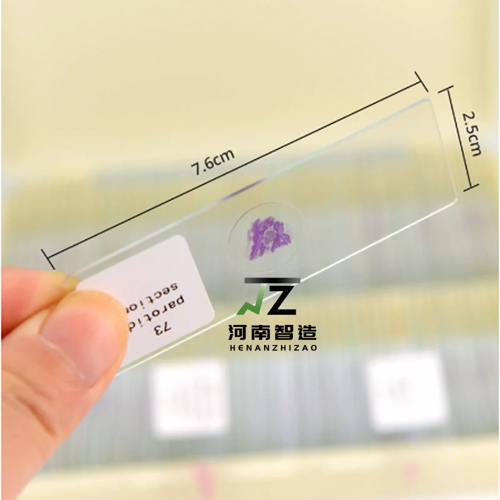 100pcs HM Histology Prepared Slides for Medical Education and Research export standard